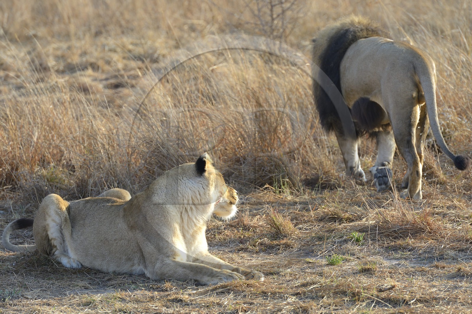 Zimbabwe, Midlands Province, Gweru, Antelope Park home to ALERT (African Lion and Environmental Research Trust), lion (panthera leo) in zone 2, one of the four adult females and the male that have born the lions to be released in a pride in a national park to repopulate