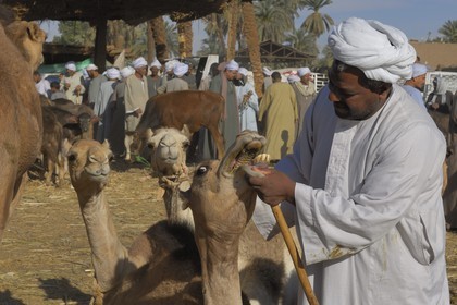 Egypte, Haute Egypte, Daraw au nord d'Assouan, marché aux dromadaires