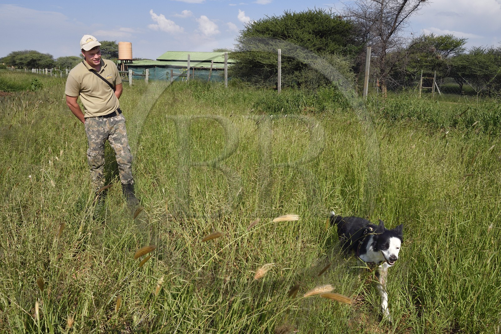 Namibia, Otjiwarongo, Cheetah Conservation Fund, research and education centre, Quentin de Jager trains his dog to search for scats (cheetahs and others) often on roadsides around the farms for the CCF lab