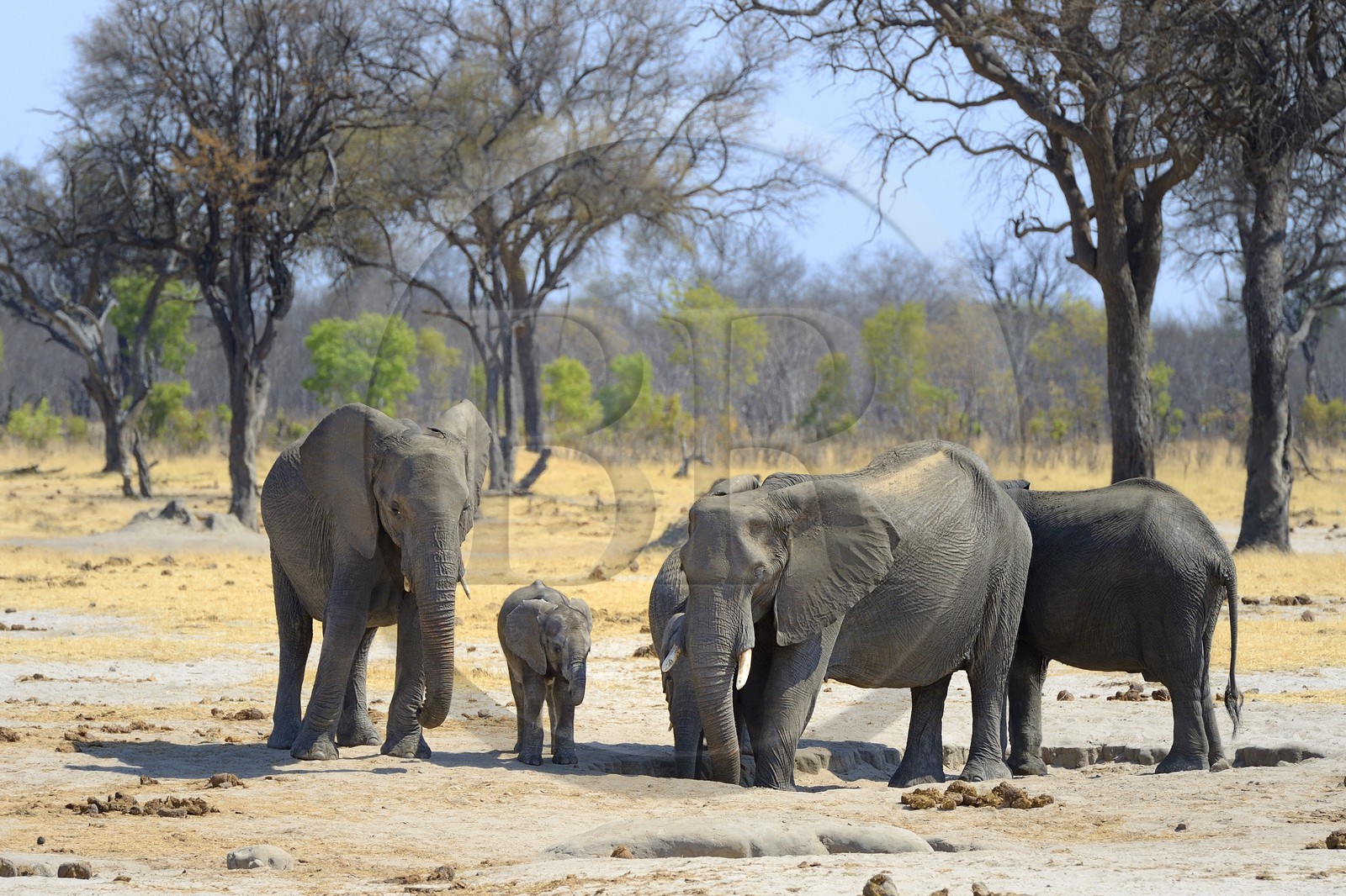 Zimbabwe, province de Matabeleland septentrional, parc national Hwange, éléphants sauvages d'Afrique (Loxodonta africana)