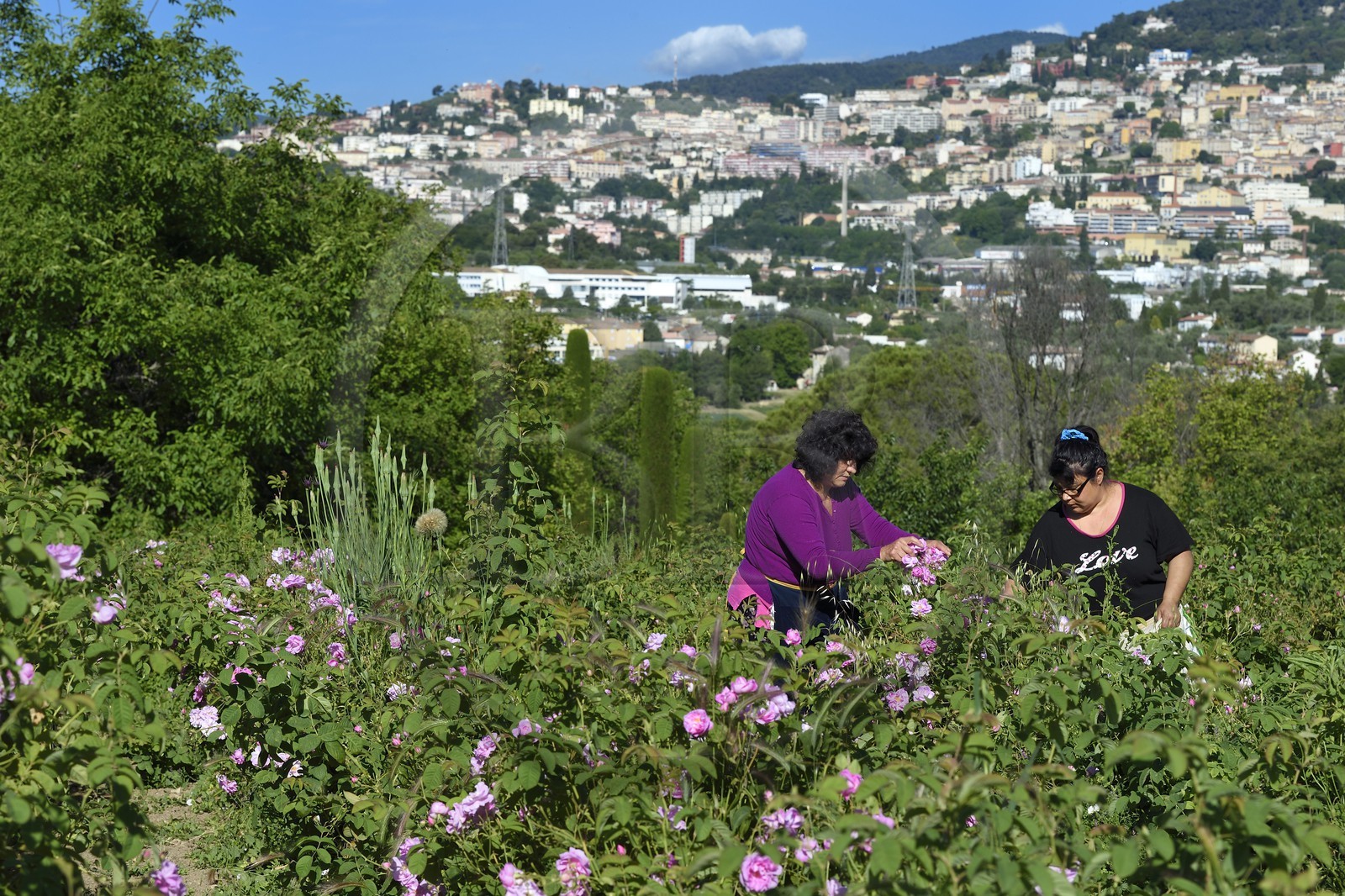 France, Alpes-Maritimes, Grasse, Centifolia rose picking in the horticulturist Constant Viale flower field by the Gypsy Nini Lafleur (purple vest)