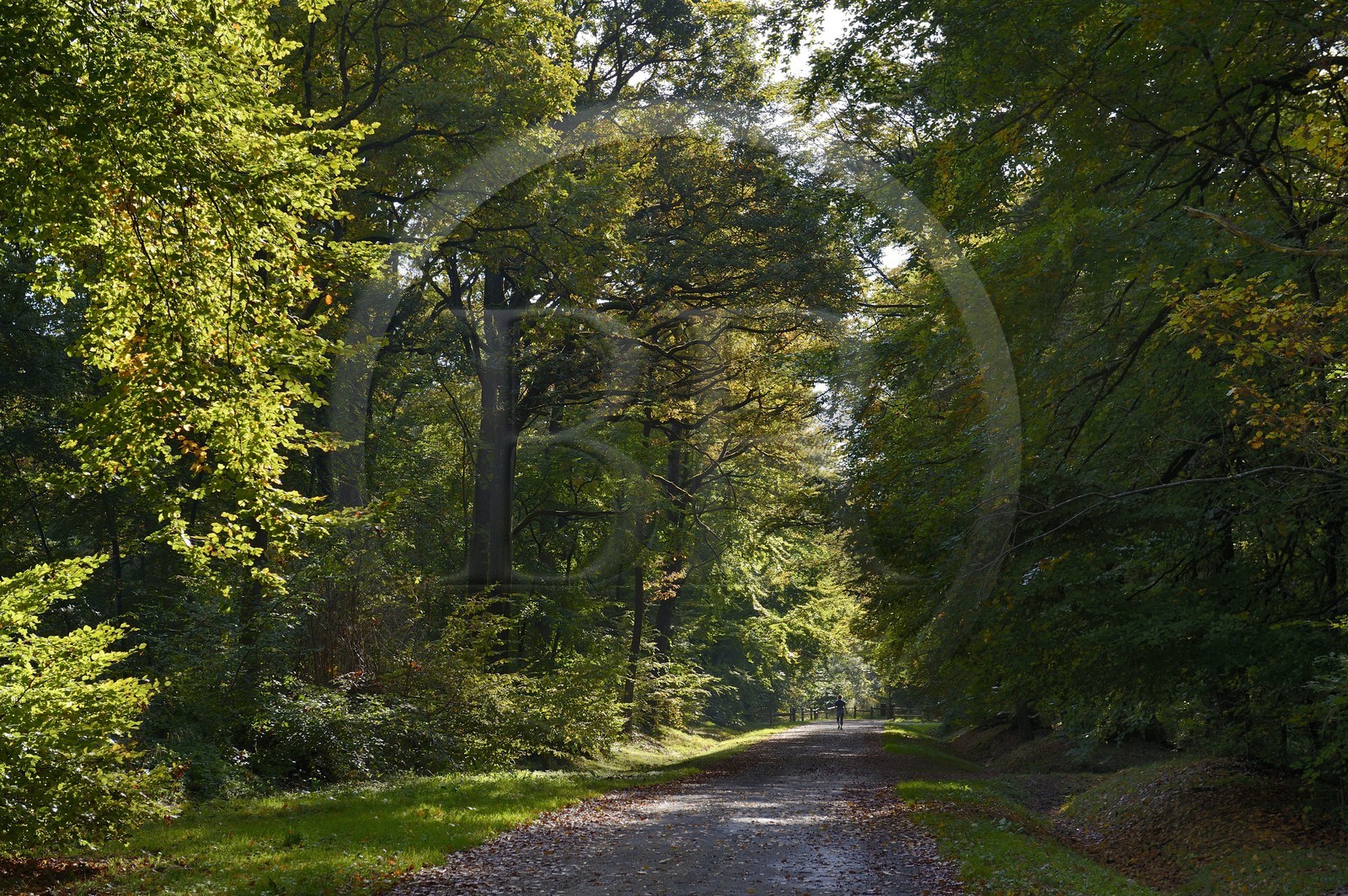 France, Marne (51), Parc Naturel Regional de la Montagne de Reims,