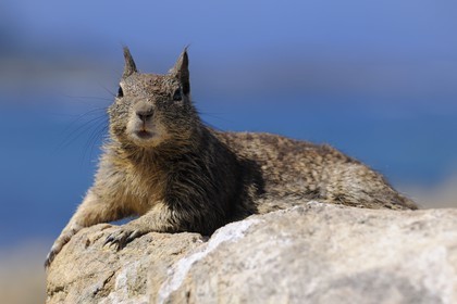 United States, California, 17 Mile Drive, squirrel