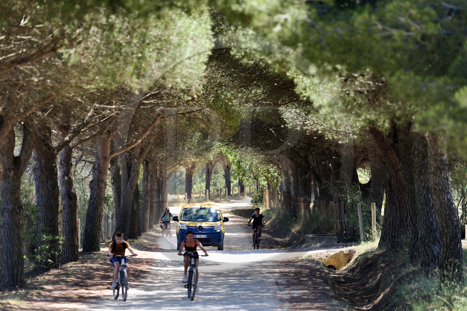 France, Var (83), Iles d'Hyères, parc national de Port Cros, Ile de Porquerolles, tournée de la factrice de La Poste Christine Frissong dans sa voiture électrique sur les pistes de l'Ile