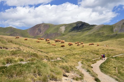 France, Hautes-Pyrénées (65), Saint-Lary-Soulan et Vielle-Aure, randonnée sur une variante du GR10 entre le col de Portet et les lacs de Bastan en bordure de la réserve naturelle de Néouvielle, troupeau de vaches en estive  vers le col