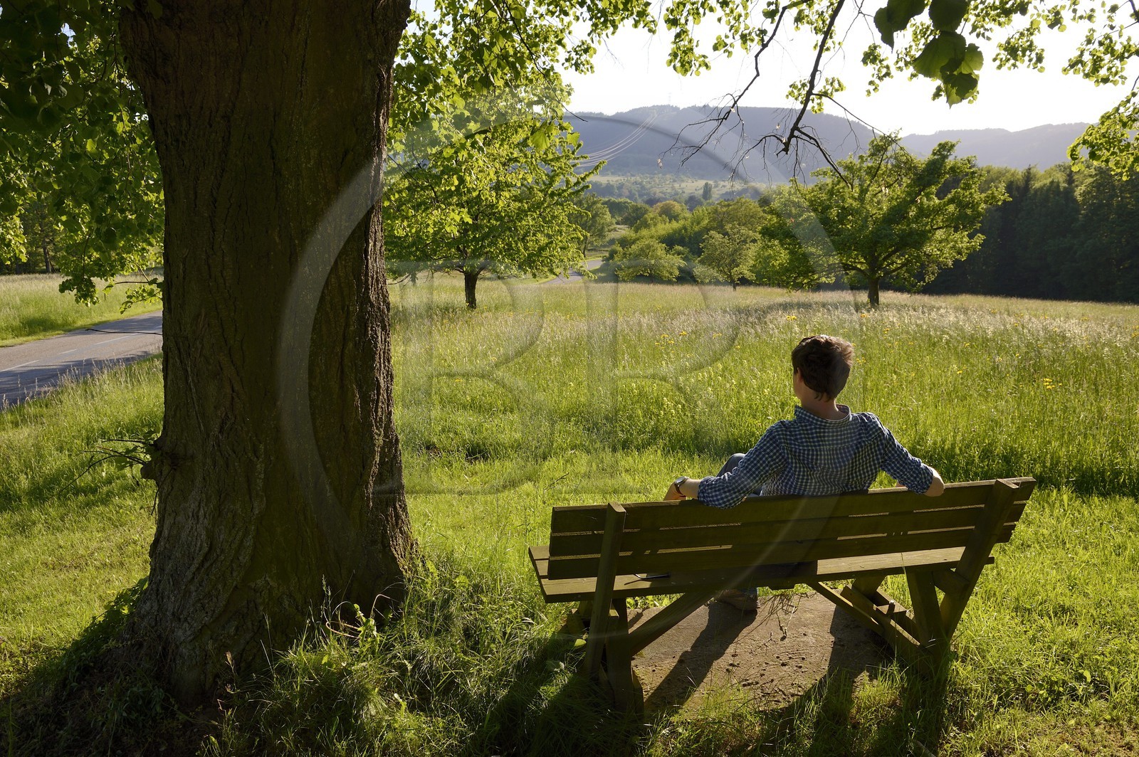 France, Bas-Rhin (67), Hengwiller, paysage champêtre