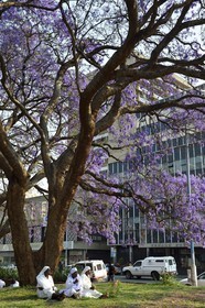 Zimbabwe, Harare, African Unity Square (formerly Cecil Square), nuns sitting under a jacaranda