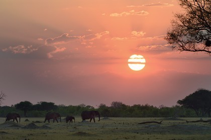 Zimbabwe, province de Matabeleland septentrional, parc national Hwange, éléphants sauvages d'Afrique (Loxodonta africana) dans la savane au coucher de soleil