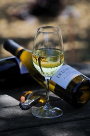United States, California, Russian Valley River, De Loach Vineyard, glass of white Chardonnay
