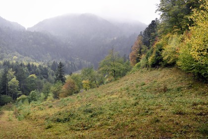 France, Haut-Rhin (68), Parc naturel régional des ballons des Vosges, la vallée de Storckensohn menant au sommet de La Tête des Perches en arrière plan