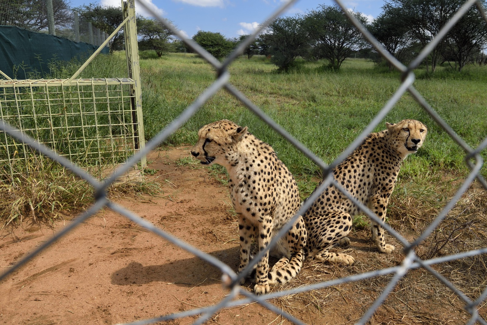 Namibia, Otjiwarongo, Cheetah Conservation Fund, research and education centre, cheetah (Acinonyx jubatus) in temporary captivity and destined to be released in the bush
