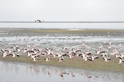Namibie, région de Erongo, Walvis Bay, flamant nain (Phoeniconaias minor)