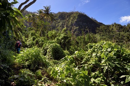 Caraïbes, Ile de la Dominique, randonneur sur le segment 13 du Waitukubuli National Trail dans le nord de l'île entre Pennville et Capuchin