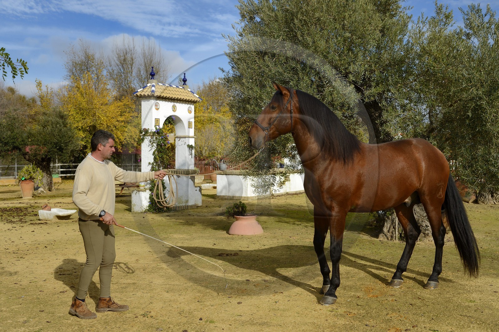 Espagne, Andalousie, province de Séville, Utrera, le haras Ayala (Yeguada Ayala), Pure race espagnole ou PRE (Pura Raza Espanola)