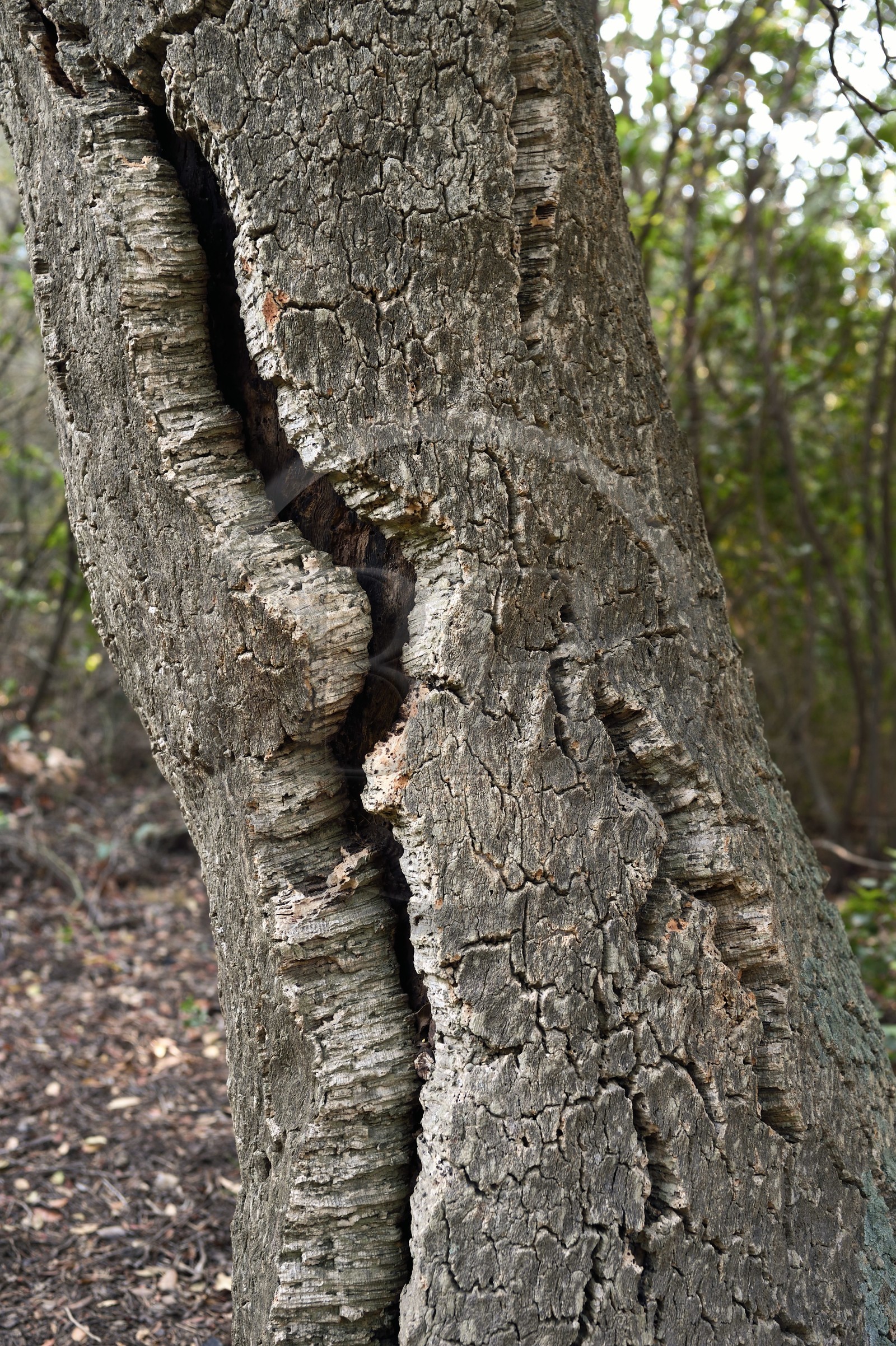 France, Var (83), Rayol-Canadel-sur-Mer, Domaine du Rayol, propriété du conservatoire du littoral mention obligatoire, le jardin des Méditerranées conçu par le paysagiste Gilles Clément, Chêne-liège (Quercus suber )
