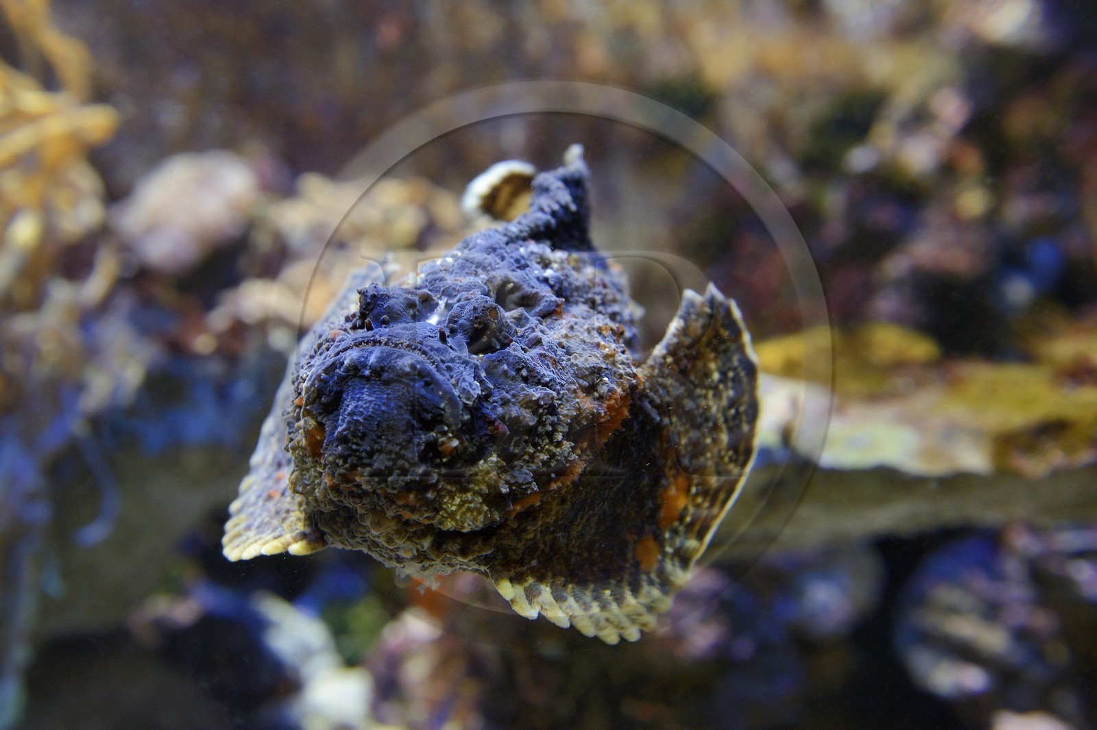 Principality of Monaco, Monaco, the oceanographic museum, reef stonefish or simply stonefish Synanceia verrucosa), the most venomous known fish in the world