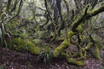 France, Ile de la Reunion, Le Tampon, forêt de Notre-Dame de la Paix en bordure de la Riviere des Remparts sur les pentes du volcan du Piton de la Fournaise