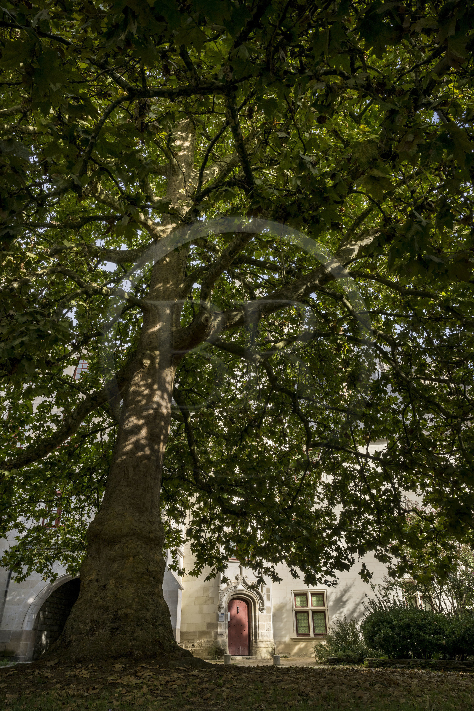 France, Loire-Atlantique (44), Nantes, quartier du Bouffay, manoir gothique de la Psallette (XVème siècle) dans les Jardins de la Psallette