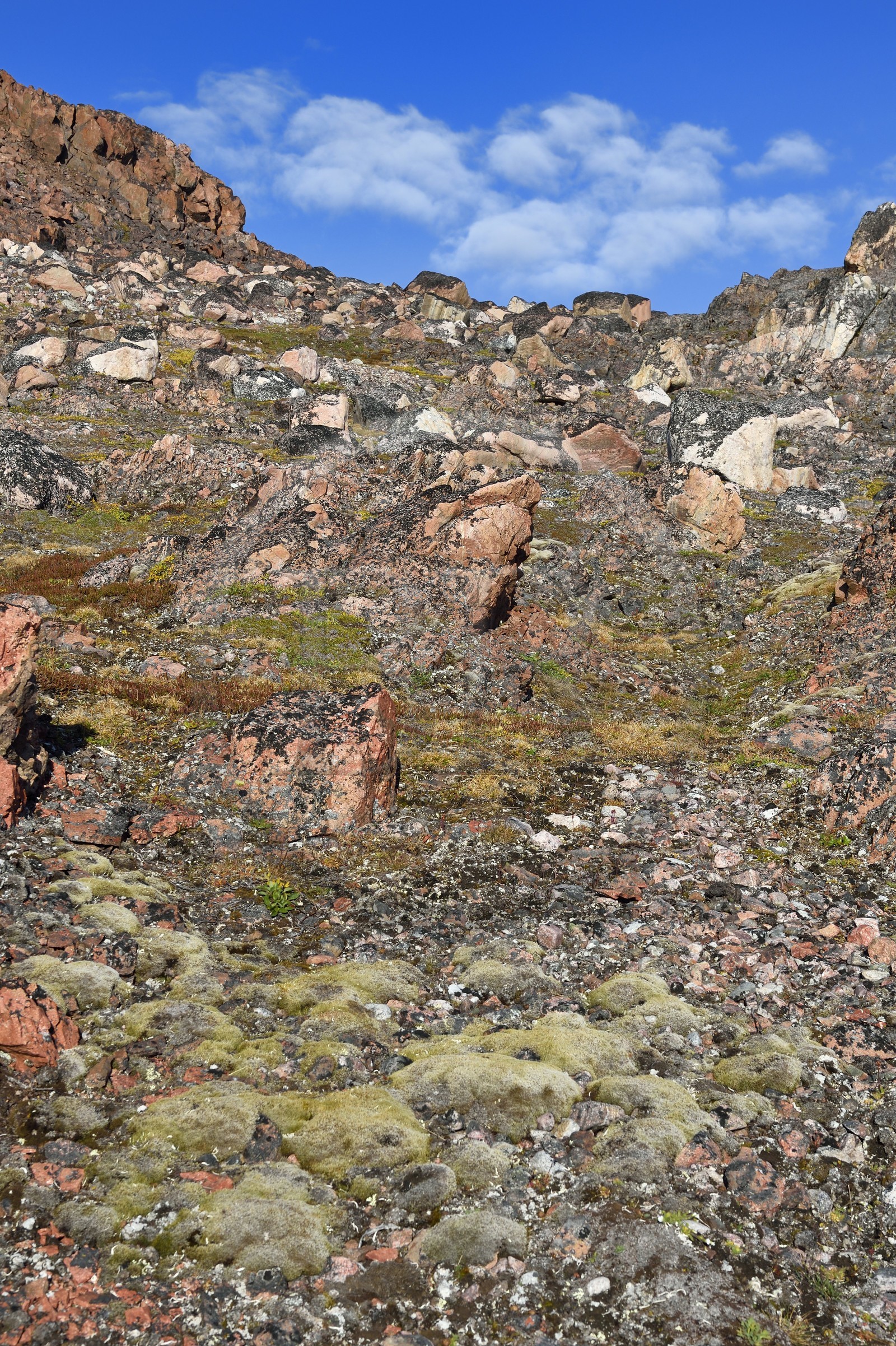 Groenland, cote Nord-Ouest, Smith sound au nord de la baie de Baffin, Inglefield Land, site de Etah dans le Foulke fjord, la toundra est un paysage végétal caractéristique des régions de climat polaire