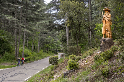 France, Vaucluse, Parc Naturel Regional du Mont Ventoux, Bedoin, bike ascent of Mont Ventoux by the D974 road on the southern slope, sculpture in a cedar trunk of the Shepherd and his Dog (2023) by the sculptor Jacques Marcy
