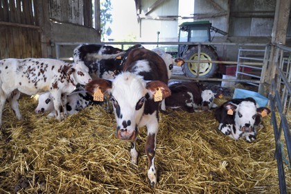 France, Orne, Pays d'Auge, village of Camembert, the Héronnière Farm, AOC unpasteurized milk farm-made Camembert, young calf