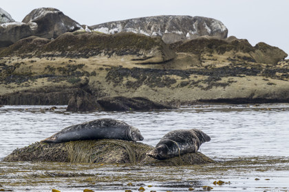France, Finistère (29), Penmarch, archipel des Étocs, phoque gris (halichoerus grypus)