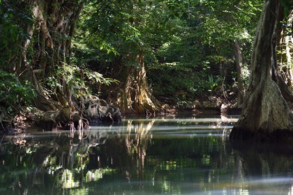 Caraïbes, Ile de la Dominique, Portsmouth, les rives de l'Indian River, sang-dragon (Pterocarpus officinalis)