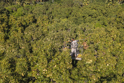 France, Ile de la Reunion, Saint-Paul, verger de mangue Laperrière au Tour-des-Roches, récolte des mangues par nacelle élévatrice dans des manguiers centenaires (vue aérienne)
