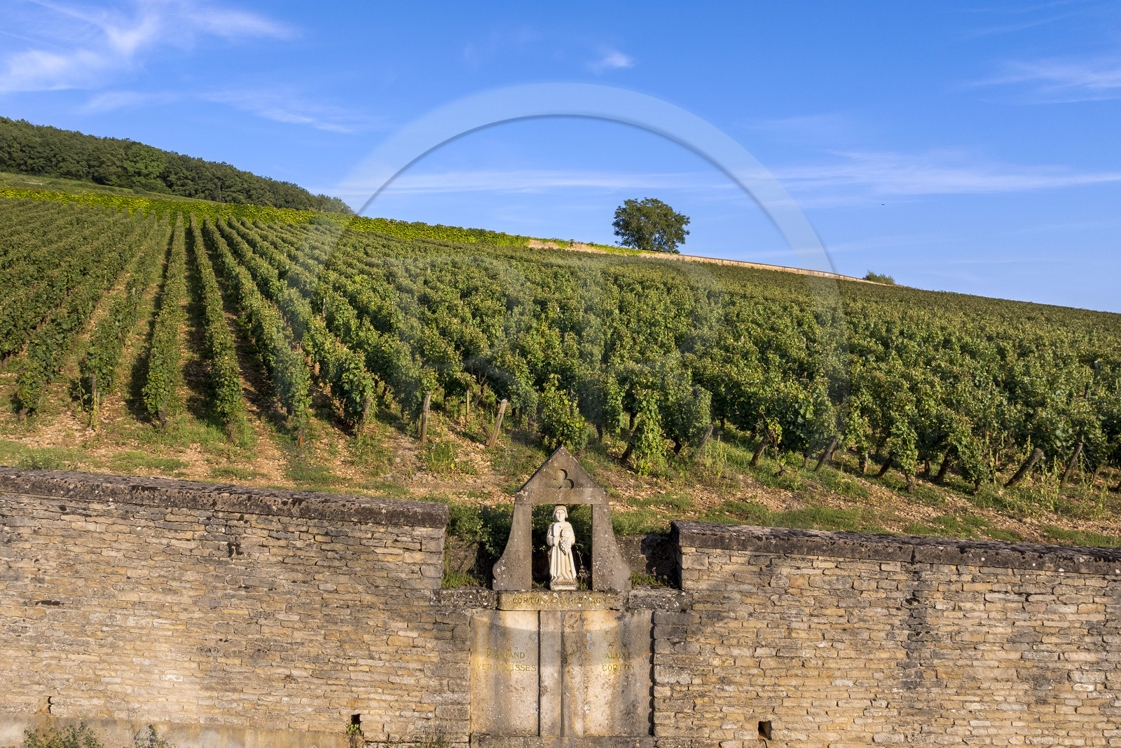 France, Côte-d'Or (21), les climats de Bourgogne classés Patrimoine Mondial de l'UNESCO, Route des Grands Crus, vignoble de la Côte de Beaune, Pernand-Vergelesses, édicule abritant une statue de saint Vincent, inséré dans un mur de clos entourant des parcelles de Grand Cru Corton Charlemagne, il marque physiquement la limite entre les deux communes de Pernand-Vergelesses et Aloxe-Corton (vue aérienne)