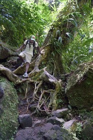 Caribbean, Dominica Island, Morne Trois Pitons National Park listed as World heritage by UNESCO, hike into the heart of the rainforest towards the Middleham Falls, Waitukubuli hiking trail that crosses the island