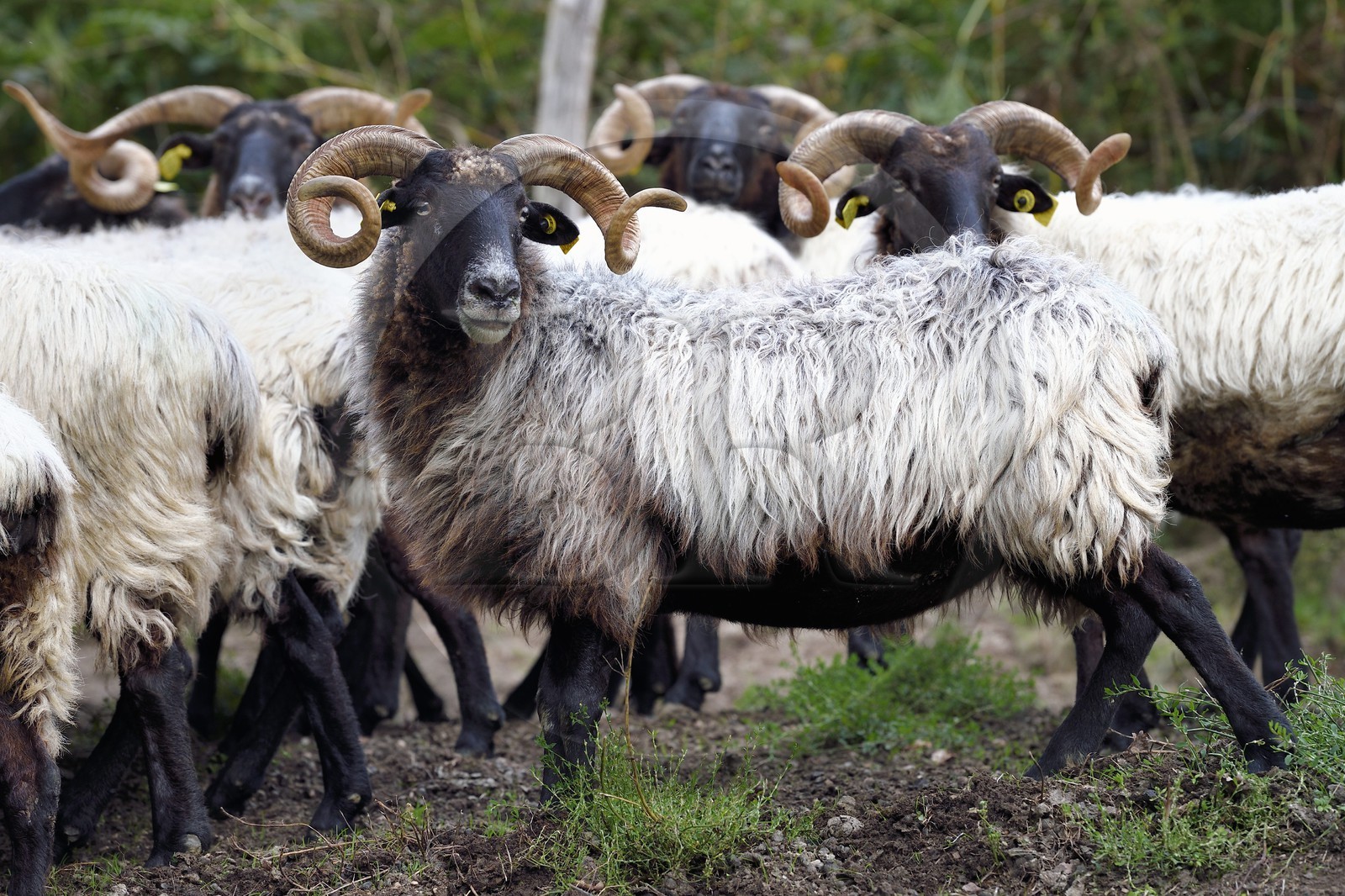France, Pyrenees Atlantiques, Basque Country, Aldudes valley, Urepel, manech black head sheep