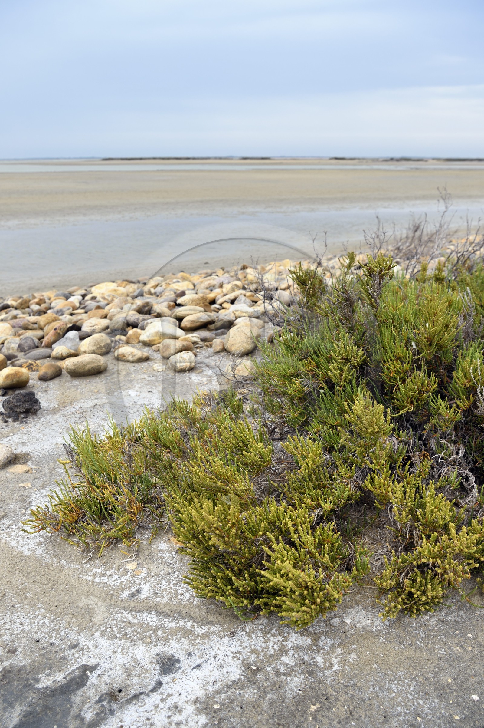 France, Bouches-du-Rhône (13), Parc naturel régional de Camargue, l’étang du Vaisseau et Vieux Rhone, salicorne pérenne (Sarcocornia perennis)