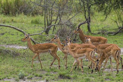 Rwanda, Akagera National Park, Impala or roolbok (Aepyceros melampus)
