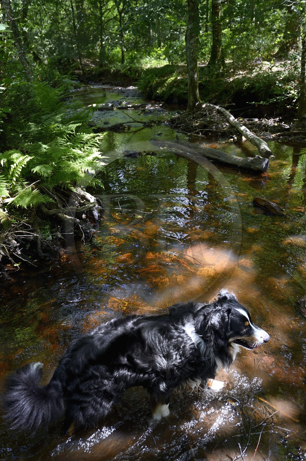 France, Ille-et-Vilaine, forest of Broceliande, the Aff river valley, Australian Shepherd herding dog