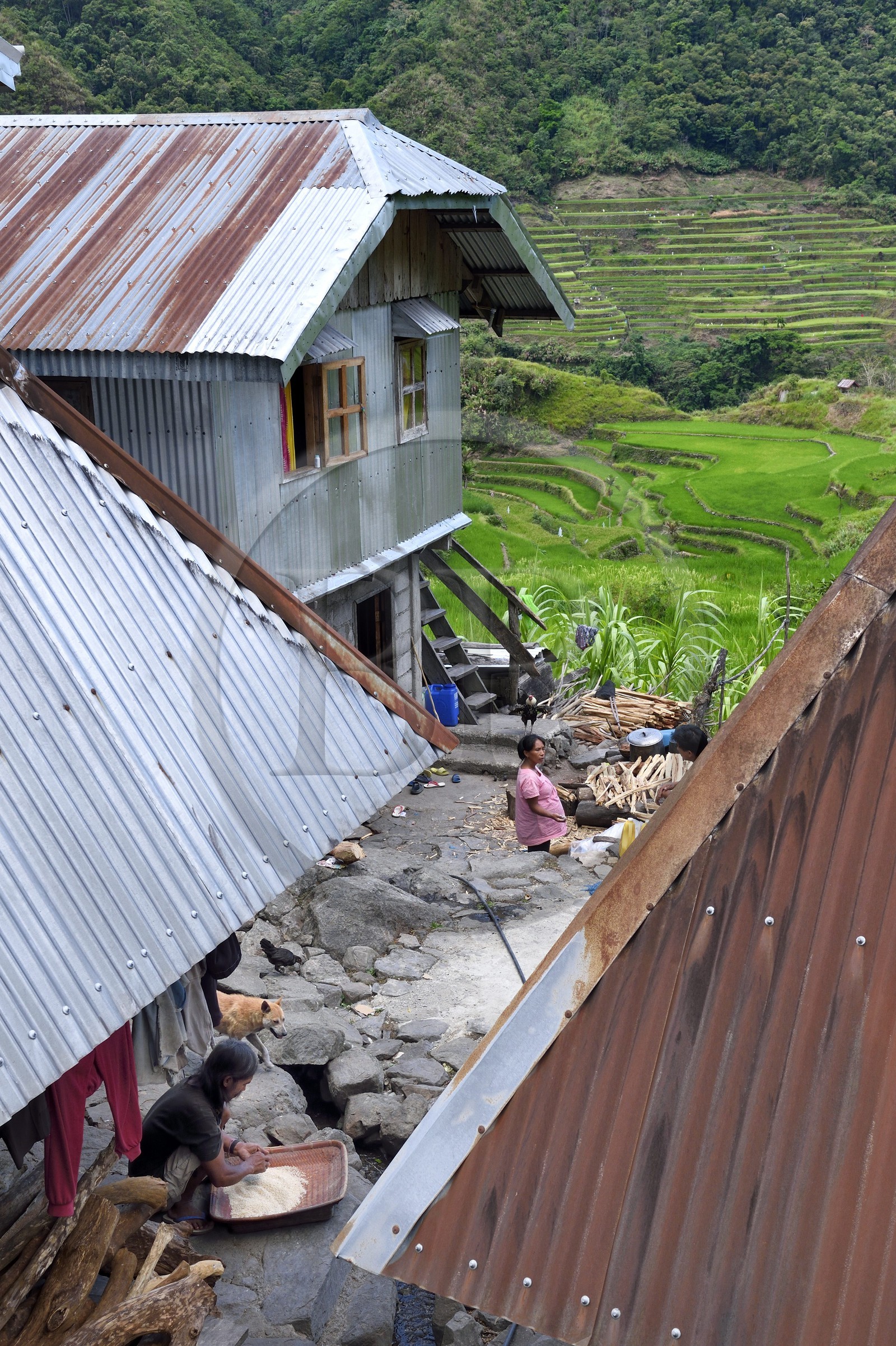 Philippines, province d'Ifugao, les rizières en terrasses de Banaue autour du village de Batad, classées Patrimoine Mondial de l'UNESCO, homme triant le riz sous son grenier