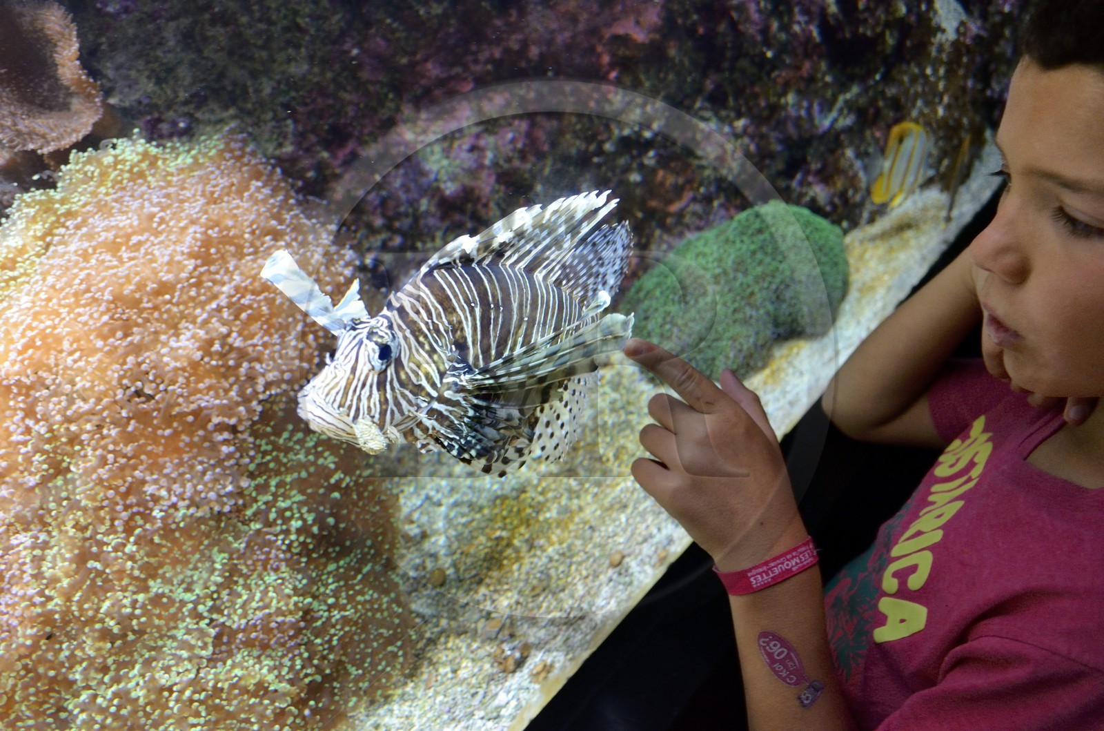 France, Finistère (29), Brest, Océanopolis, ptérois à antennes ou poisson-scorpion à antennes (Pterois antennata)