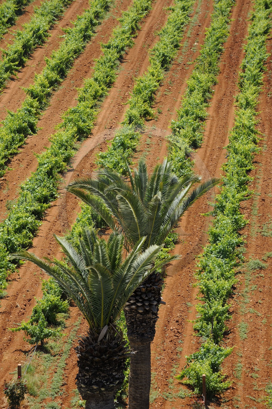 Maroc, région de Meknès, Boufakrane, Les Celliers de Meknès exploitent près de 2000 hectares de vigne