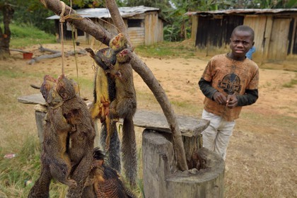 Gabon, Moyen-Ogooue Province, Bifoun,  sale of squirrels to eat