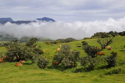 France, Ile de la Reunion, troupeau de vaches sur les pentes du volcan du Piton de la Fournaise, la Plaine des Cafres et l'ancien volcan du Piton des Neiges en arrière plan
