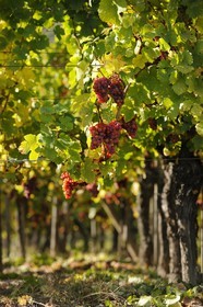France, Bas Rhin, the vineyard at the foot of Castle Ortenbourg