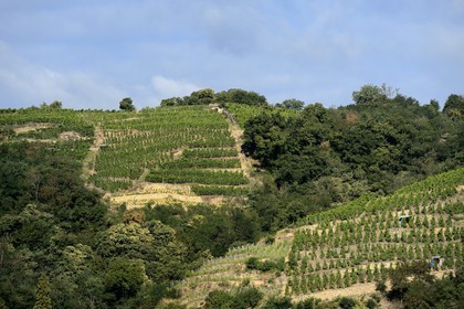 France, Loire (42), Parc Naturel Régional du Pilat, Chavanay, vignobles de la vallée du Rhône, vin de Condrieu