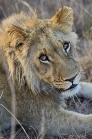 Zimbabwe, Midlands Province, Gweru, Antelope Park home to ALERT (African Lion and Environmental Research Trust), young lion (panthera leo)
