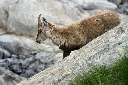 France, Alpes-Maritimes (06), parc national du Mercantour, vallée de la Valmasque, étagne, bouquetin (Capra ibex) femelle des Alpes