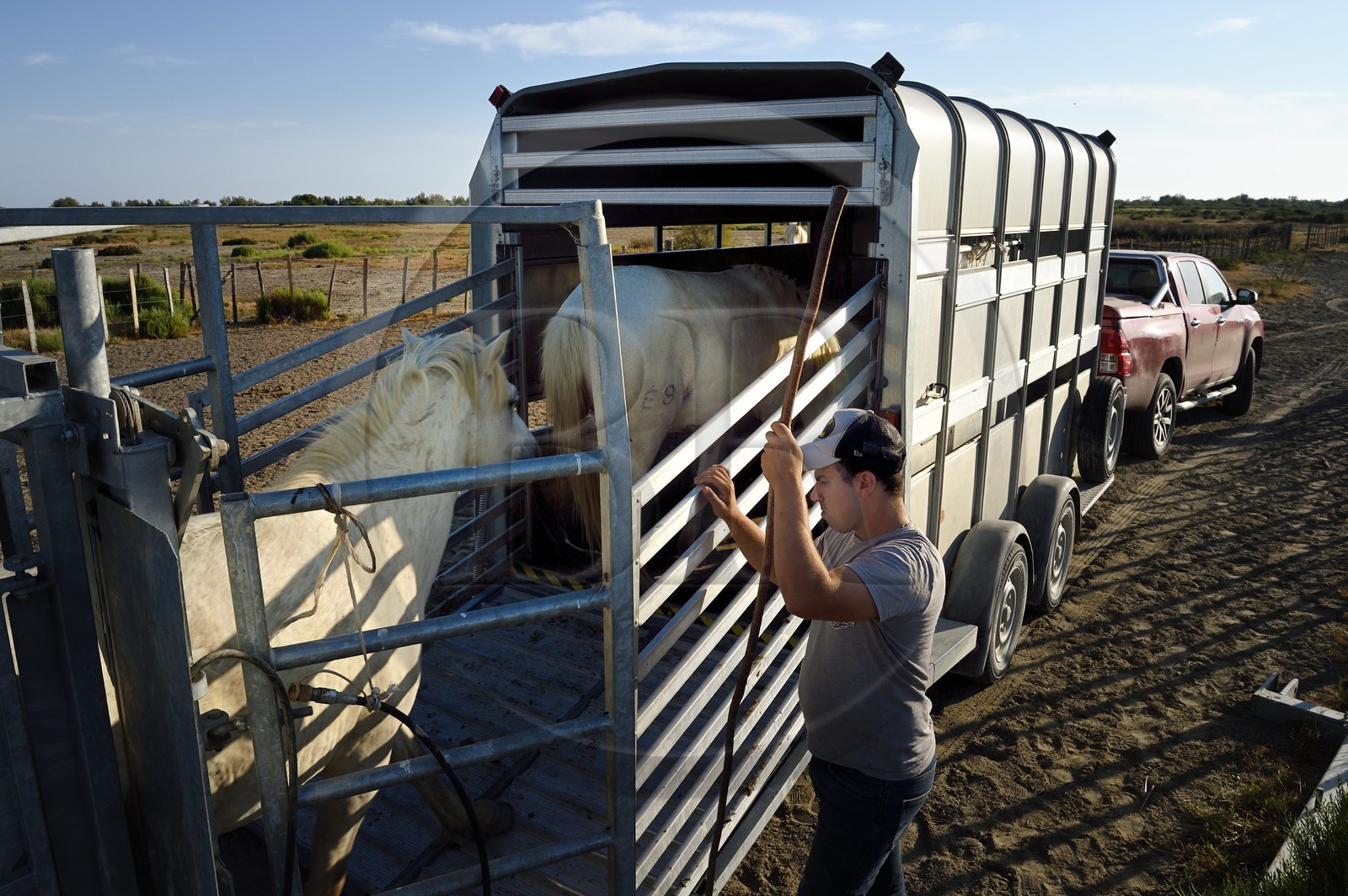 France, Bouches-du-Rhône (13), Parc naturel régional de Camargue, vers l'étang de Malagroy, manade Jacques Mailhan, embarquement de chevaux de Camargue dans un van