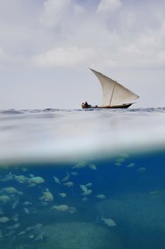 Tanzanie, archipel de Zanzibar, île de Unguja (Zanzibar), côte ouest, réserve naturelle de Chumbe Island Coral Park, un dhow (boutre traditionnel)