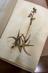 Italie, Ligurie, Province d'Imperia, Vintimille, Jardin botanique Hanbury, herbier dans le laboratoire de la Casa Rustica construite en 1886