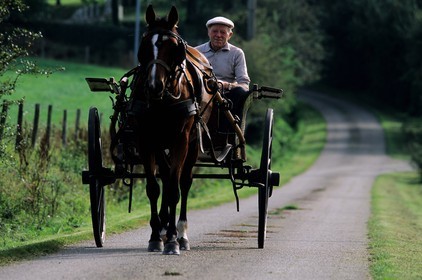France, Mayenne, horse towing a barouche