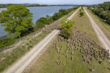 France, Vaucluse (84), Châteauneuf-du-Pape, le troupeau de brebis Merinos d'Arles (et quelques chèvres) menée par la bergère Natacha Fasujevic en éco-pâturage sur les bords du Rhone, le chateau de L'Hers (Xe siècle) en arrière plan (vue aérienne)