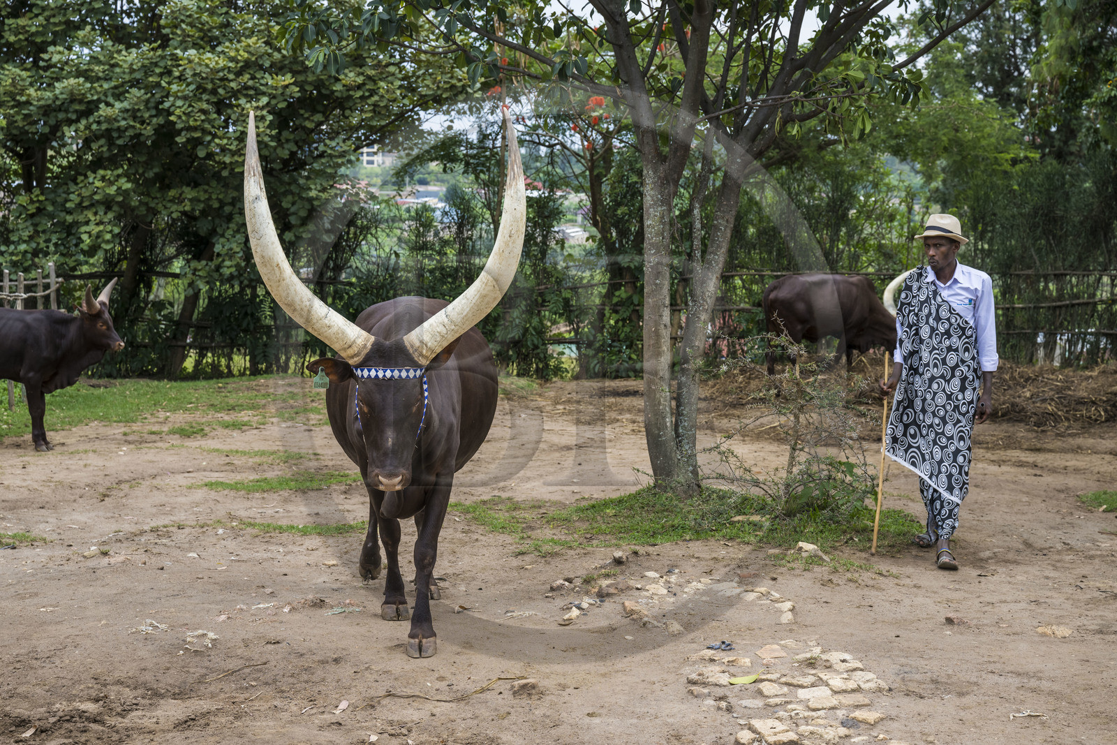 Rwanda, Province du Sud, Nyanza, musée du Palais royal Rukari, vaches royales à longues cornes appellée Inyambo ou watusi
