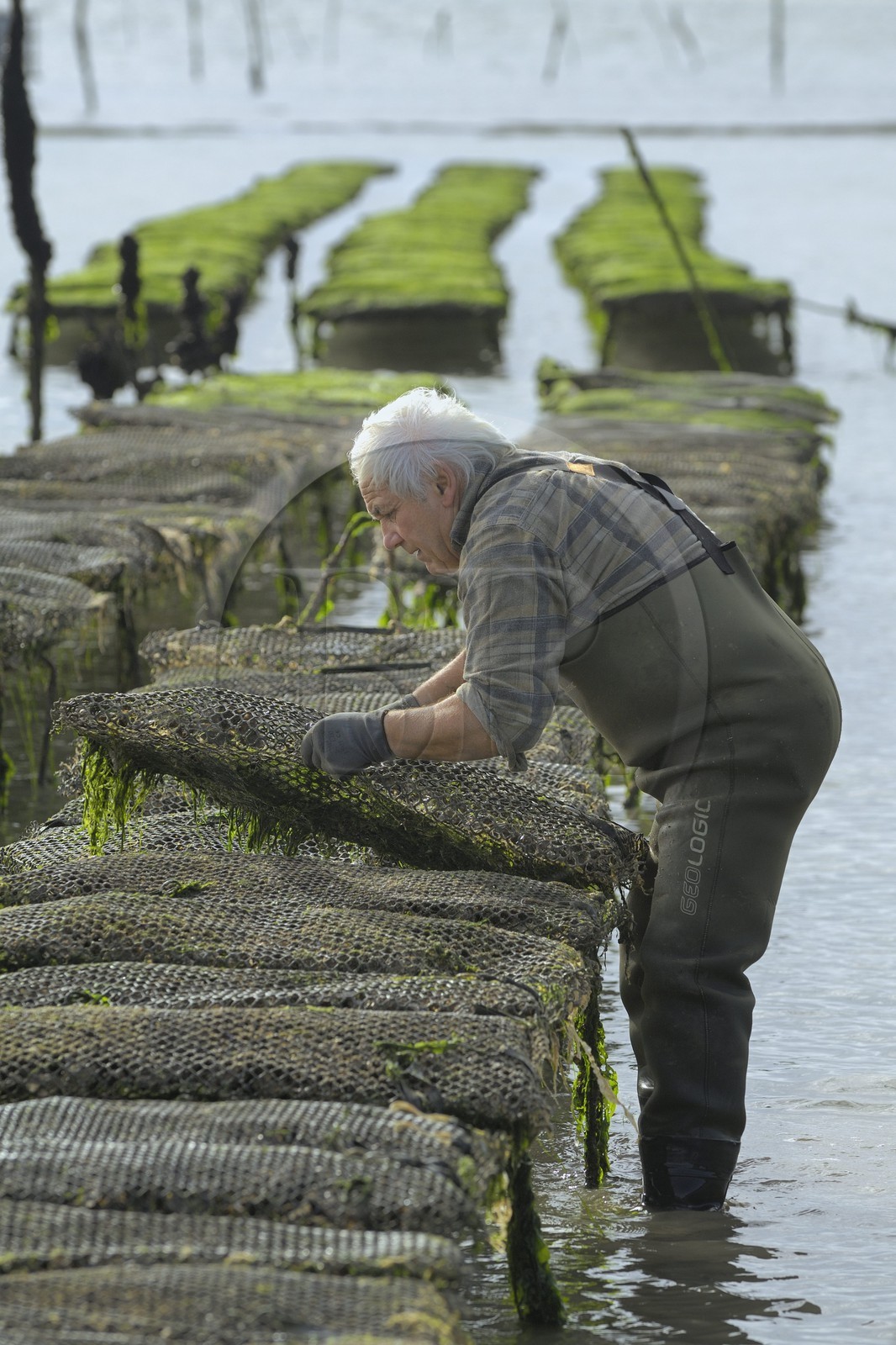 France, Charente-Maritime (17), le bassin Marrennes-Oléron au large de l'Ile d'Oléron, l'ostréiculteur André Massé dans un de ses parcs à huîtres